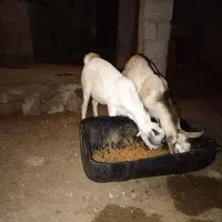 نری|حیوانات مزرعه|قشم, |دیوار