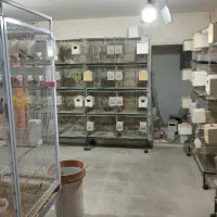 قفس پرون بازاری