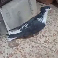 دمگیر سیاه پشت کاکلی و ی بوم طوق ماده|پرنده|شهرضا, |دیوار