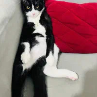 واگذاری رایگان گربه