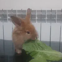 خرگوش لوپ|موش و خرگوش|پاکدشت, پاکدشت (مامازند)|دیوار