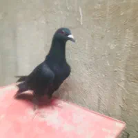 کبوتر پلاکی پلاک