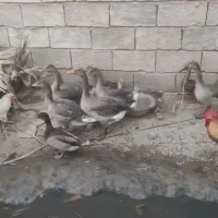 مرغ وخروس