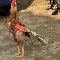 مرغ لاری در حال تخم نسل عامر