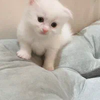 گربه اشرافی اسکاتیش