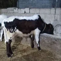 دو تا گوساله نر|حیوانات مزرعه|آستارا, |دیوار