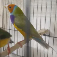 فنچ گلدین|پرنده|خرم‌آباد, |دیوار