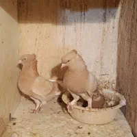 کفتر یا کبوتر پرشی زردی