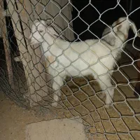 بز با بزغاله