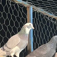 ۱۵تا کفتر عتیقه|پرنده|ری, شهید غیوری (ابن باویه)|دیوار