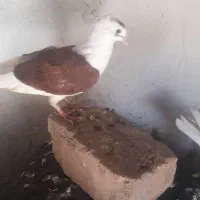جوجه پشت دار