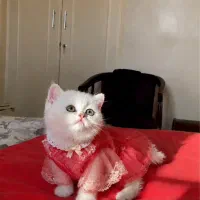 بریتیش اسکاتیش بلو و سفید