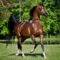 پانسیون اسب،تعلیم و تربیت کره،فروش اسب