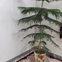 گل طبیعی|گل و گیاه طبیعی|نورآباد, |دیوار