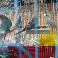 فروش ۳ جفت مرغ عشق نروماده مست مست شرط تخم|پرنده|بندر ماهشهر, |دیوار