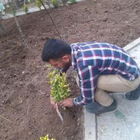 باغبانی سمپاشی گل کاری هرس تعویض گلدان با ضمانت|خدمات باغبانی و درختکاری|تهران, تجریش|دیوار