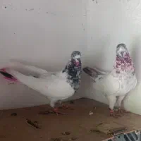 کبوتر جمله|پرنده|میناب, |دیوار