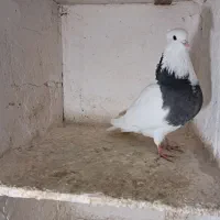 کبوتر|پرنده|بیجار, |دیوار