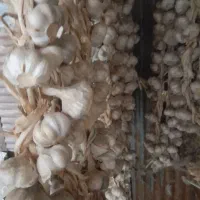 سیر محلی شیرین برای کاشتن یا خوردن|خوردنی و آشامیدنی|رشت, پل تالشان|دیوار