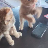 بچه گربه|گربه|رشت, کوی حسینی|دیوار