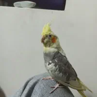 عروس هلندی دستی آروم. کلا آزاد هست