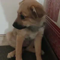 سگ پا کوتاه