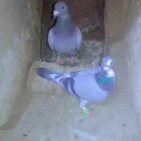 کفتر|پرنده|بیرجند, |دیوار