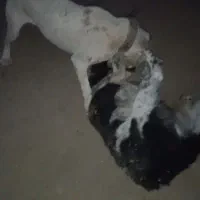 سگ داگو|سگ|ایلام, |دیوار