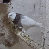 سینه و طوقی|پرنده|قائن, |دیوار