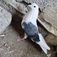 دوکتی