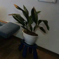 گلدان بدون گل