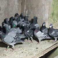 کفتر هوایی جوون|پرنده|شیراز, دارالرحمه|دیوار