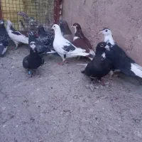 کبوتر پرنده