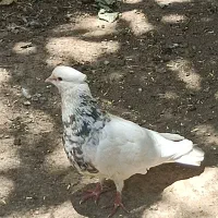 طوقی شازده|پرنده|شیراز, شهرک بهار|دیوار