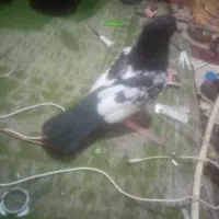 کبوترالمانی سیاه