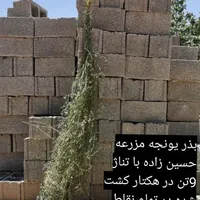 بذر یونجه بذر یونجه پایه بلند با تناژ بالا|عمده‌فروشی|قروه, |دیوار