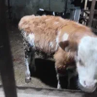 گاو و گوساله