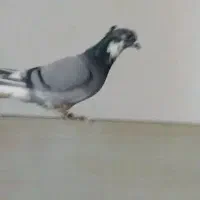 نر ابلغ دم سفید کاکلی قلدور بدون رخ