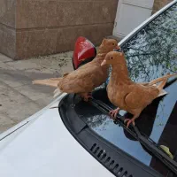 کبوتر زردم سفید