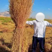 جارو شهرداری