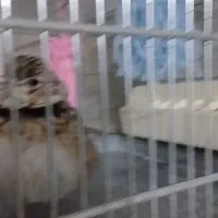 سهره خ نر رام