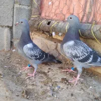 جوجهپلاکی|پرنده|شهرضا, |دیوار