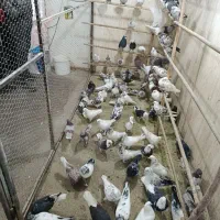 کبوتر. پرشی