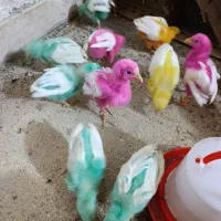 اوردک|حیوانات مزرعه|کوهدشت, |دیوار