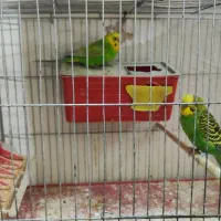 عروس هلندی.مرغ عشق.کوتوله