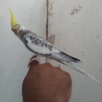 پرنده|پرنده|چمستان, |دیوار