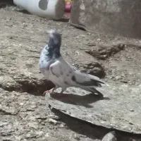 یه عدد کبوتر ۴ ساعت|پرنده|نورآباد, |دیوار