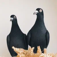 کبوتر اسطوره