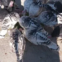 بوقلمون سرحال برا نگهداری