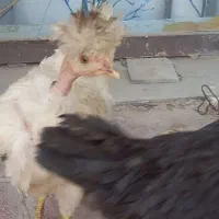 دو عدد جوجه پنج ماهه